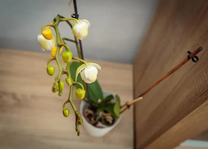 House Casa Maria 펜션 로비니