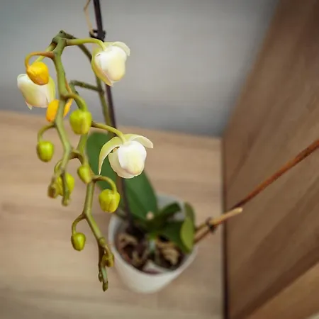 House Casa Maria Semesterbostad Rovinj